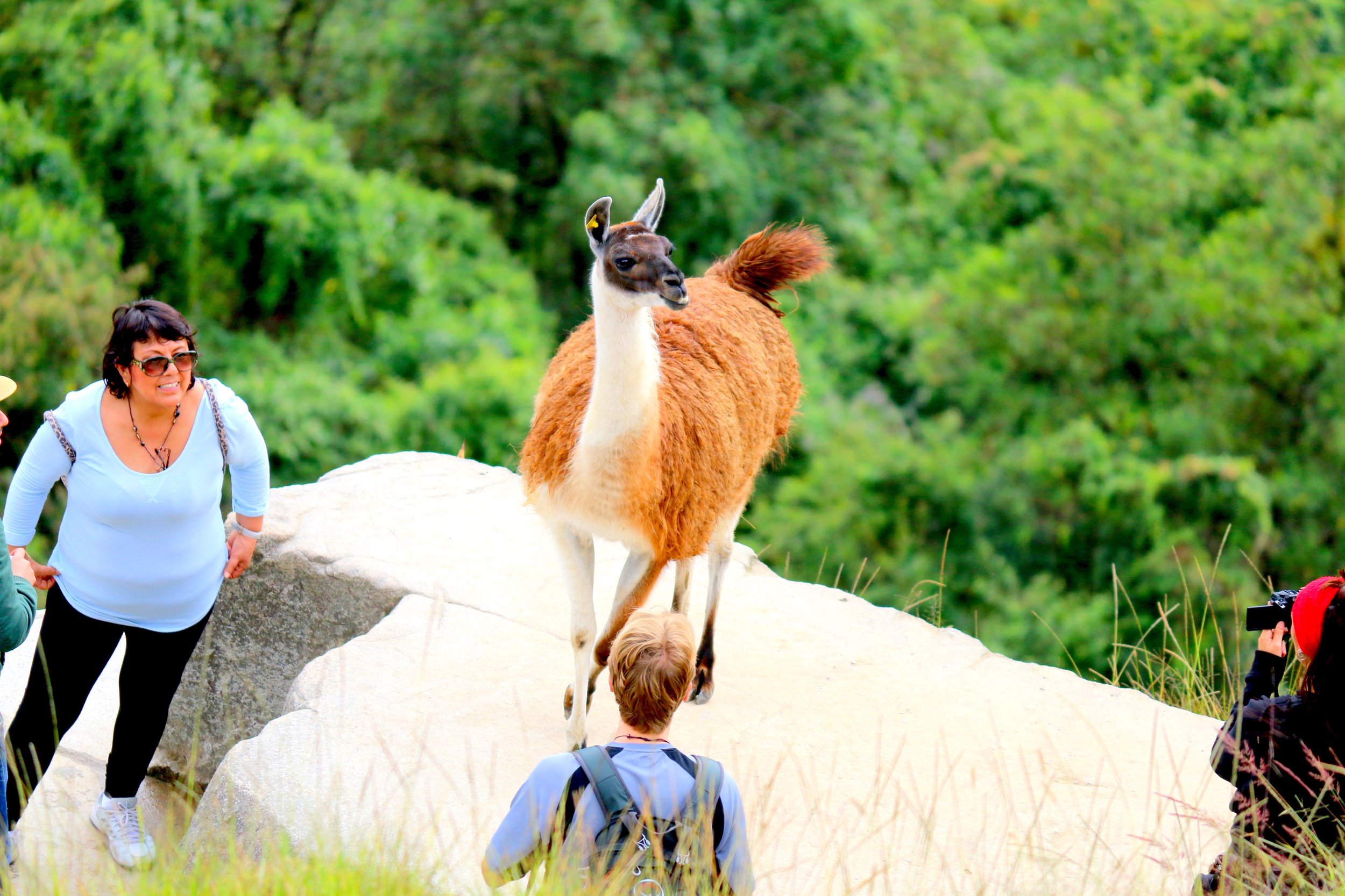 Look at this gorgeous alpaca! 