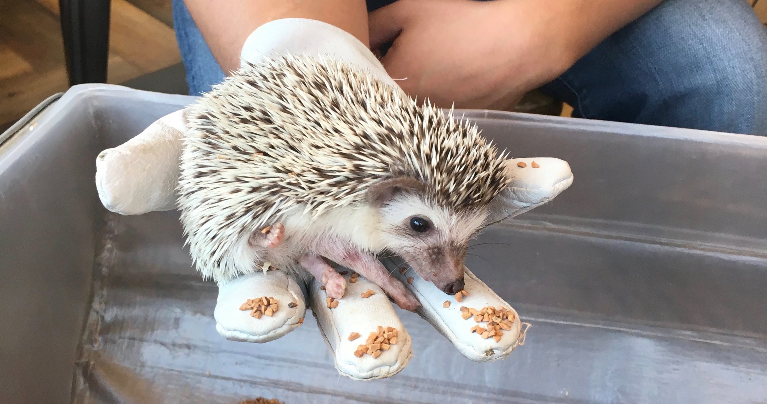 Visiting Harry Hedgehog Cafe in Tokyo | Tokyo, Japan 